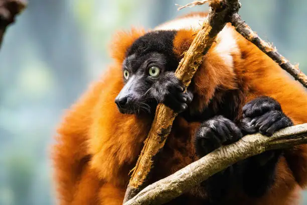 Photo of Close up portrait of red-ruffed lemur sitting on tree