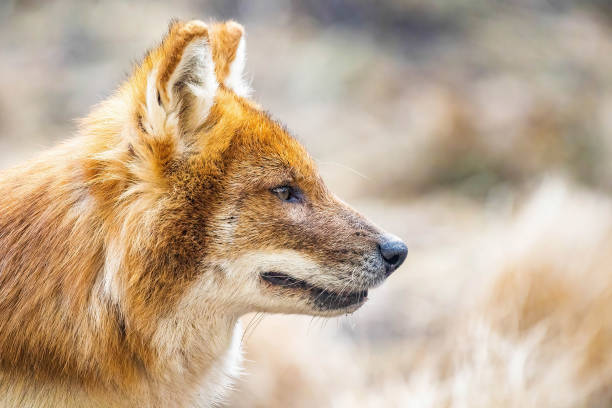 istock Beautiful dhole wild dog head portrait 1370609039