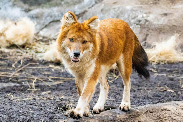 istock Beautiful dhole wild dog standing portrait 1370609044
