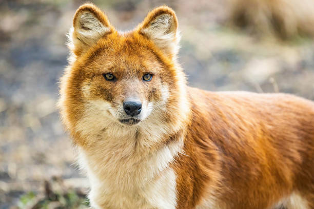 istock Beautiful dhole wild dog head portrait 1370609049