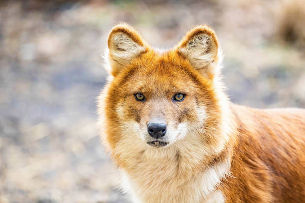 istock Beautiful dhole wild dog head portrait 1370609051