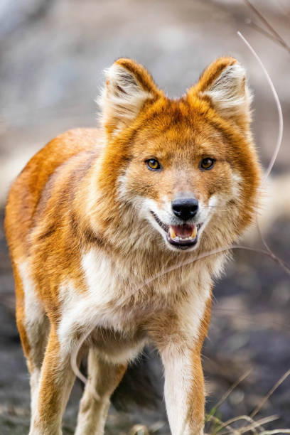 istock Beautiful dhole wild dog head portrait 1370609054