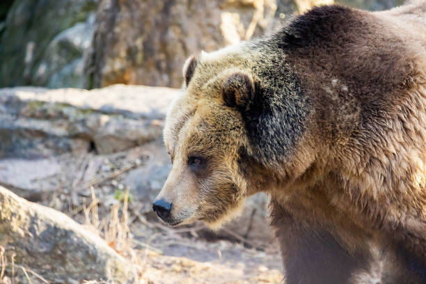 istock Large grizzly bear portrait out in the wild 1370609092