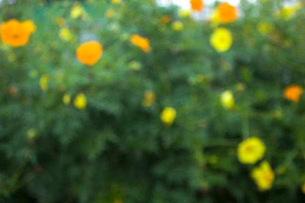 The unfocused background start with the plant next to the house.