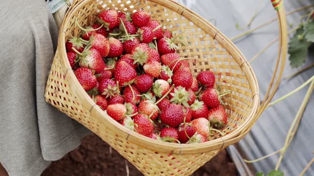 Lots of fresh and juicy strawberries in the basket.