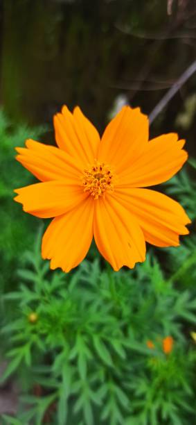 istock Sulfur Cosmos Flower 1370612500