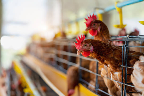 istock Hens in factory, Chicken in cages 1370614298