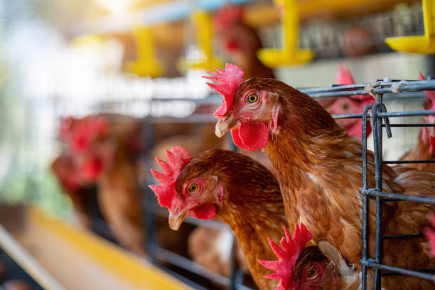 istock Hens in factory, Chicken in cages 1370614299