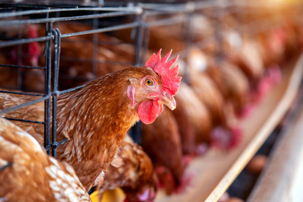 istock Hens in factory, Chicken in cages 1370614309