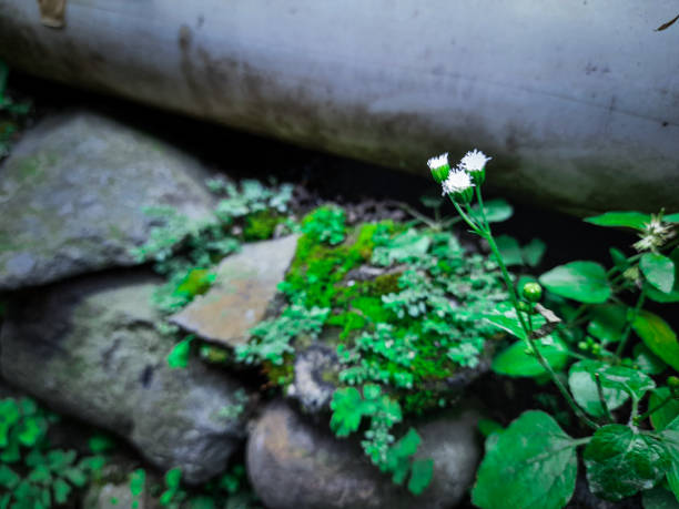 small wild flower that grows by the roadside