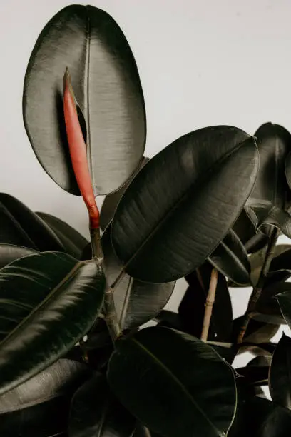 Rubber Tree Plant Leaves