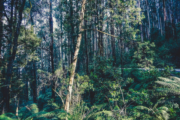 istock A look into the forest in Australia. 1370616873