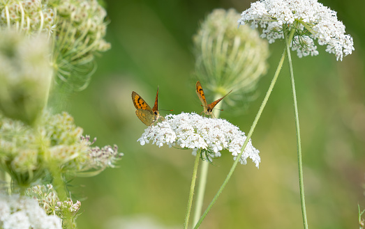 Raupraha's copper butterfly pollinating Queen Anne's lace wildflower on New Zealand East Cape.