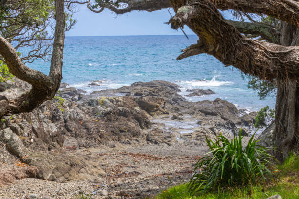 istock View between pohutukawa trees on shore over rocky foreshore to horizon. 1370618415