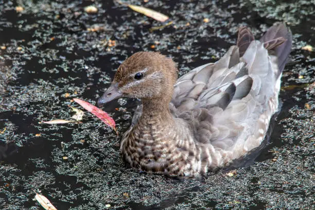 Australian Woodduck (Chenonetta jubata)