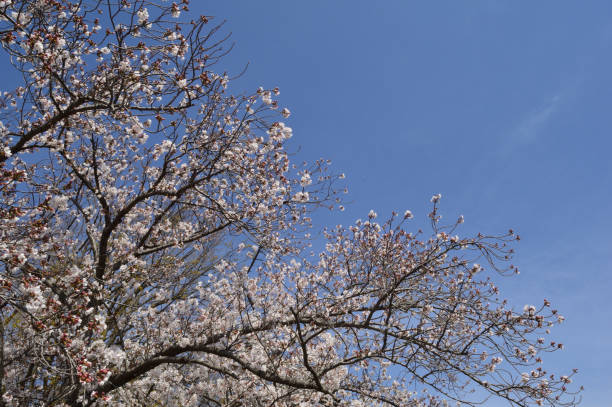 istock On a sunny day in spring, Cherry blossoms bloom against the blue sky. 1370623972