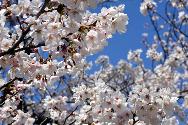 istock On a sunny day in spring, Cherry blossoms bloom against the blue sky. 1370624007