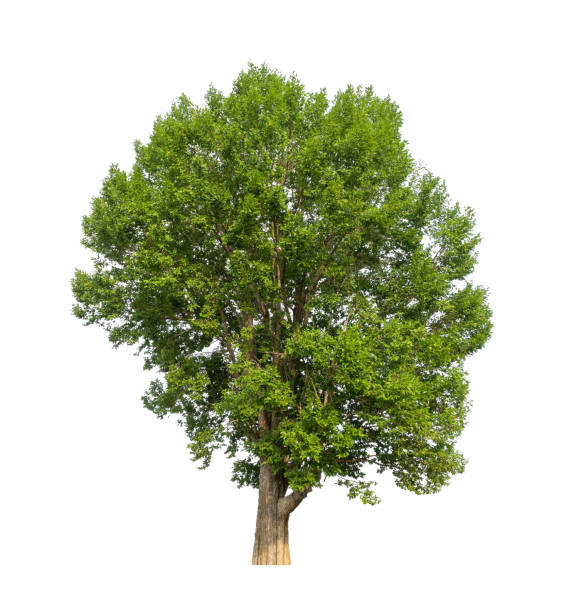istock Trees that are isolated on a white background are suitable for both printing and web pages 1370624862