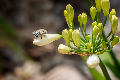 Australian native blue-banded bee sitting on an agapanthus flower