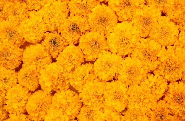 istock Orange Marigold flower background 1370625096