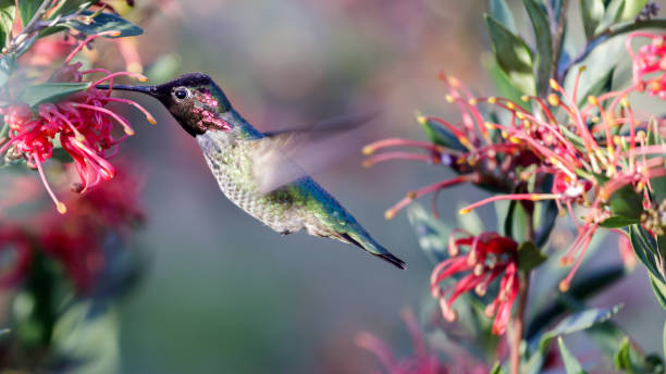 anna's hummingbird adult male hovering and feeding - bird hummingbird flying annas hummingbird imagens e fotografias de stock