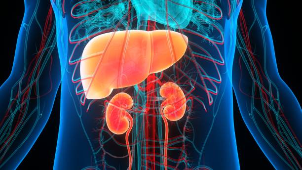 istock Human Internal Organs Liver with Urinary System Anatomy 1370626216