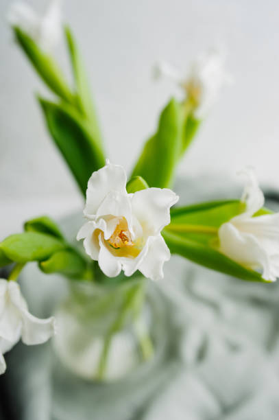 istock selective focus a bouquet of small white openwork tulips with green stems in a transparent vase in a cozy atmosphere. spring mood, floral content 1370627559