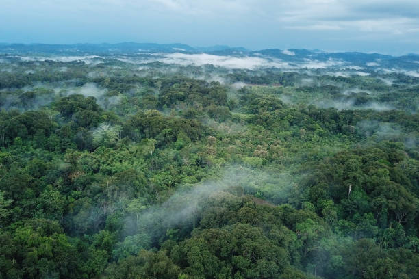 istock Panorama of Indigenous Forest Utik River 1370628361