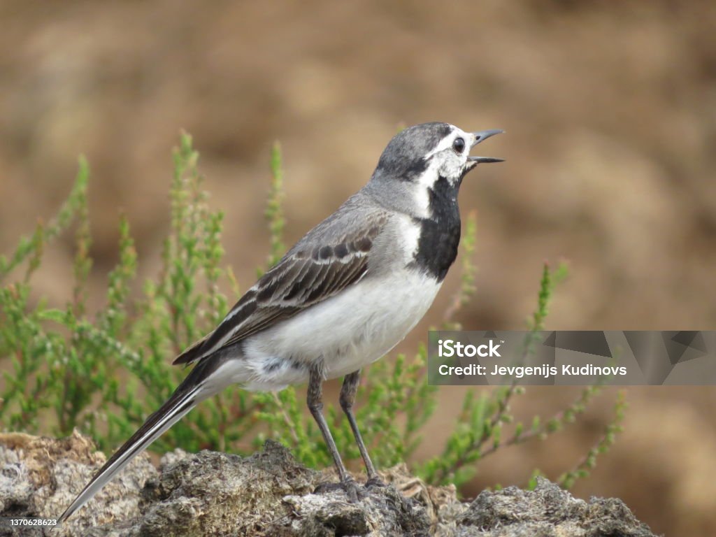 Bird watching in a beautiful place Bird on a beautiful background and wildlife Animal Stock Photo