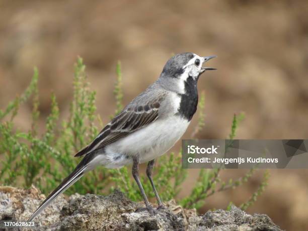 Bird Watching In A Beautiful Place Stock Photo - Download Image Now - Animal, Animal Body Part, Animal Wildlife