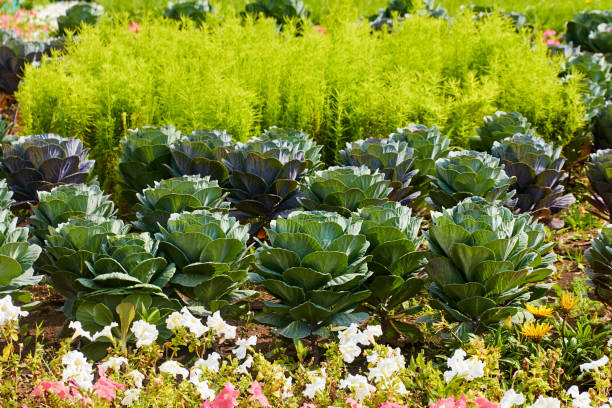 istock flower bed on a sunny summer day 1370629491