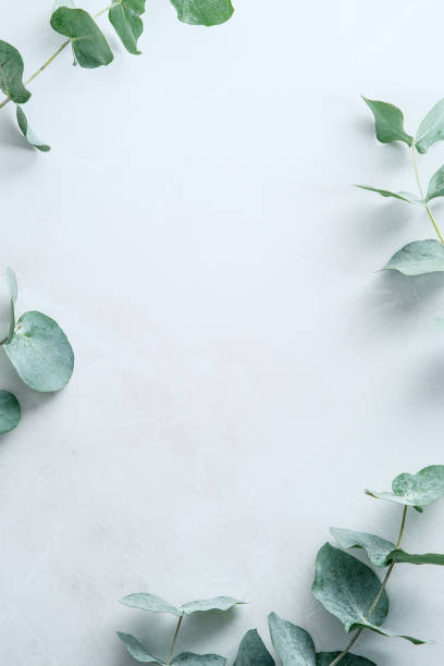 istock Eucalyptus leaves on stone table. Frame made of eucalyptus plant branches. Flat lay, top view, vertical. 1370629492