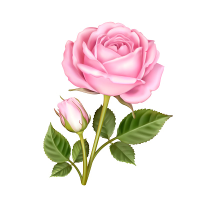 Beautiful flower of pink rose with leaves isolated on a white background. Realistic 3D vector illustration of lovely rose. Floral design element