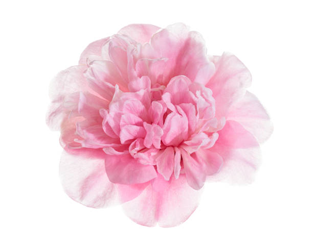 Pink camellia flower, Camellia blooming with leaves isolated on white background, with clipping path Pink camellia flower, Camellia blooming with leaves isolated on white background, with clipping path camellia photos stock pictures, royalty-free photos & images