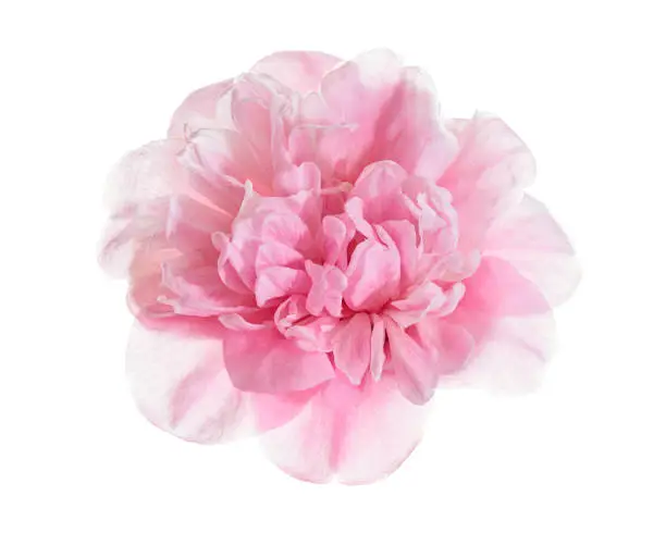 Photo of Pink camellia flower, Camellia blooming with leaves isolated on white background, with clipping path