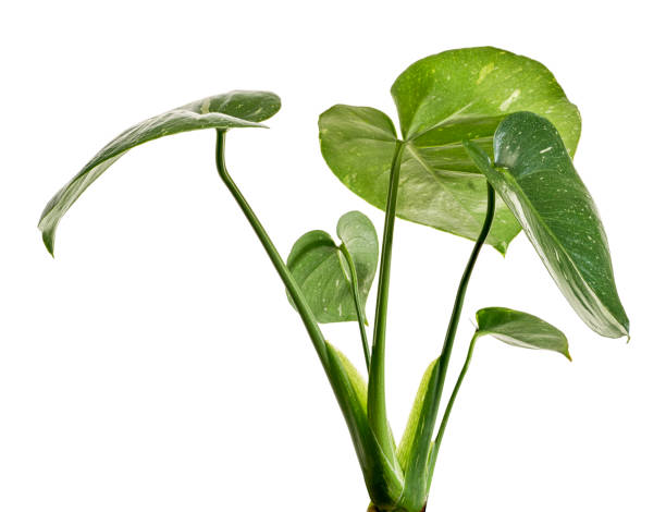 istock Variegated Monstera plant, Monstera Thai Constellation leaves, isolated on white background, with clipping path 1370630880