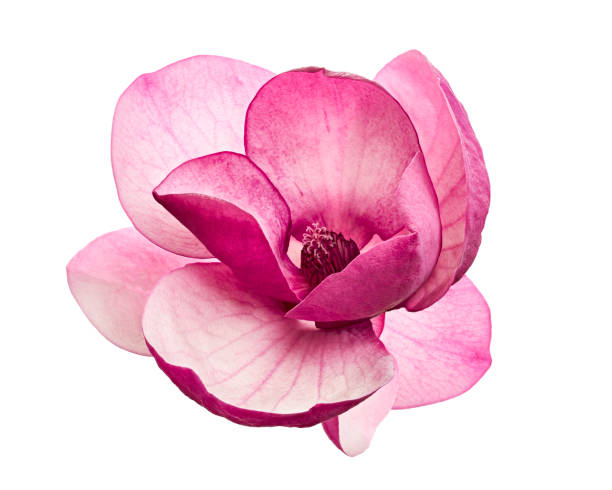 보라색 목련 꽃, 흰 배경에 고립 된 목련 펠릭스, 클리핑 경로 - flower head flower blossom botany 뉴스 사진 이미지