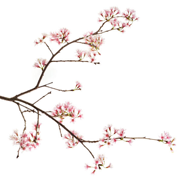 istock Prunus cerasoides flower, Wild Himalayan cherry plants, isolated on white background 1370630968