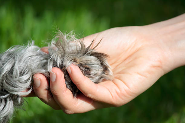 istock Friendship between human and dog 137063154