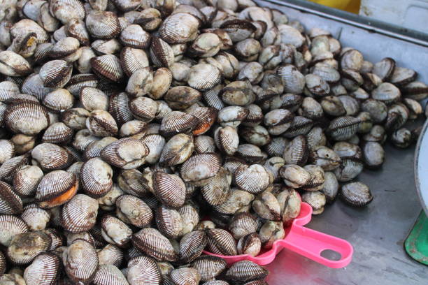 istock Clams for Sale 1370631645