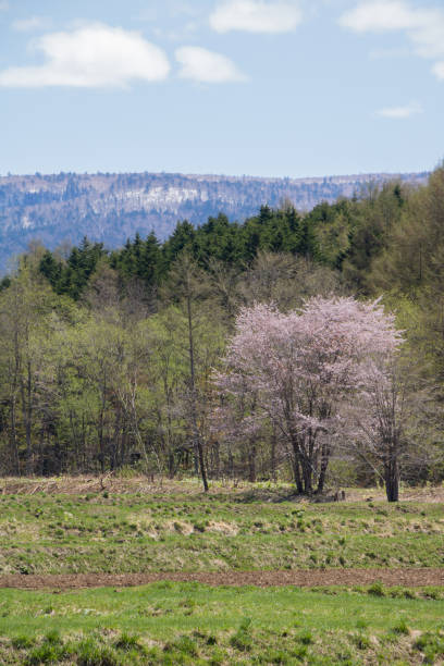 istock Green fields and cherry blossoms in full bloom 1370632266