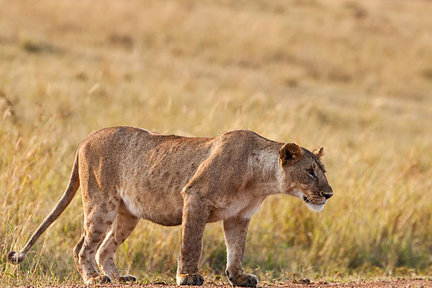 istock Lioness in the Maasai Mara 137063284