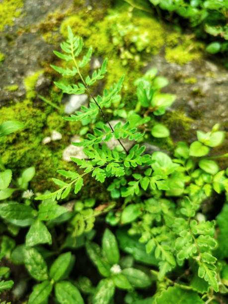A close-up DSLR photo of a beautiful green fern leaf. Shallow depth of field, Space for copy.