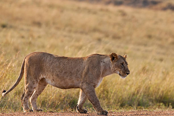 istock Lioness in the Maasai Mara 137063411