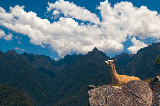 Llama (Lama glama) panorama in Machu Picchu, Historic Sanctuary of Machu Picchu Cusco, Peru.