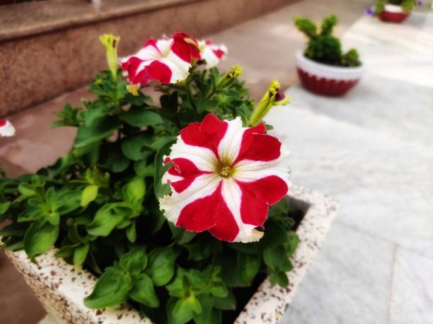 Rows of red and white poinsettias (Euphorbia pulcherrima) are planted in a flowerbed in Santa Cruz, the main city of Tenerife in the Canary Islands. The orderly arrangement highlights seasonal ornamental planting in the island’s subtropical urban environment.