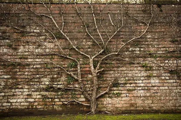 Fruit tree, growing against a traditional brick wall, in a walled garden
