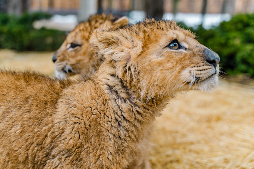 lion cubs