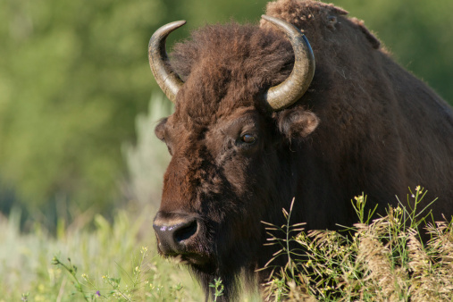 Male American bison (buffalo) grazing in a spring field,