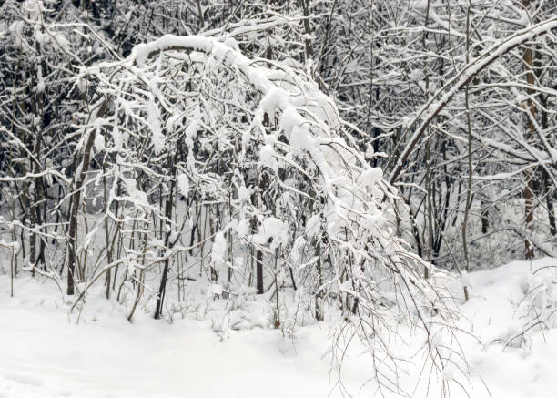 istock close-up view with snowy tree branches, thick layer of snow covers the tree branches 1370636927